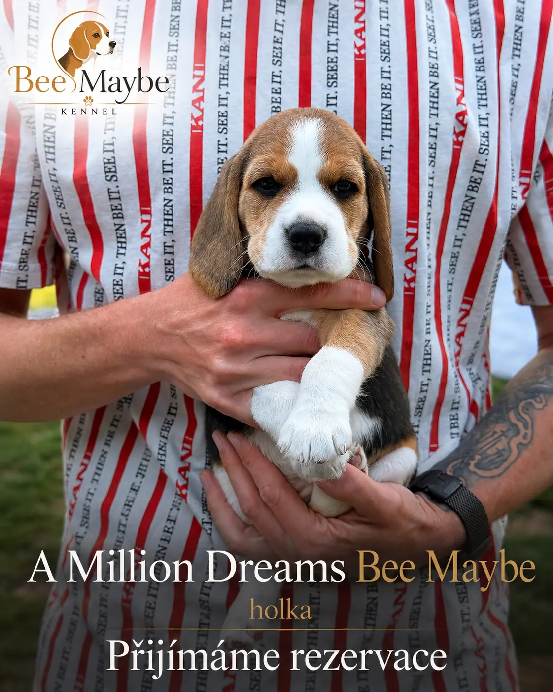 A Million Dreams Bee Maybe – fenka