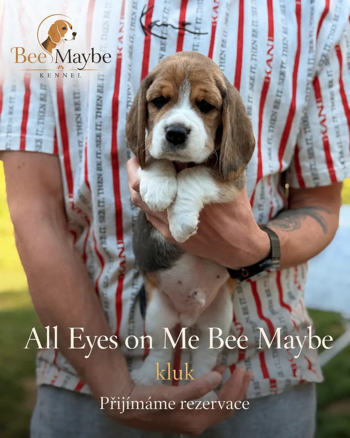 All Eyes on Me Bee Maybe – pejsek