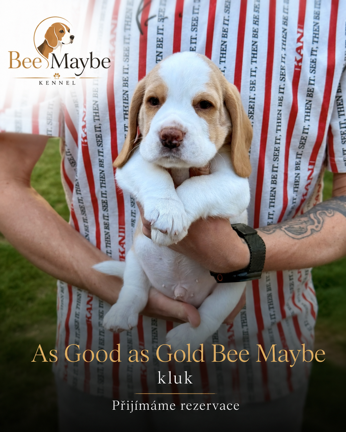 As Good as Gold Bee Maybe – pejsek